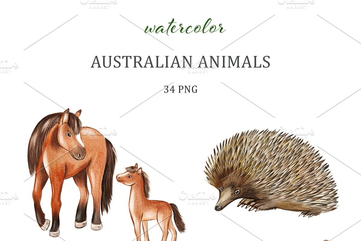 Watercolor Australia Animals Clipart, an Animal Illustration by svetodesign (Photo 2 of 9)
