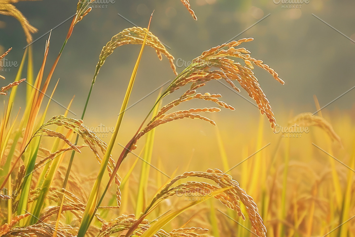 Golden Rice Field at Sunset, a Photo by LOGOCREATIVE (Photo 5 of 27)