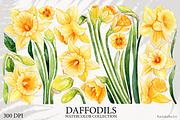 Watercolor daffodils clipart set, an Object Graphic by KarinkaBU (Thumbnail 2 of 6)
