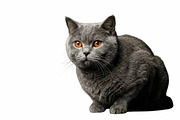 British Shorthair cat, an Animal Photo by VetalStock (Thumbnail 2 of 2)
