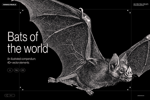 Halloween Special! Bats of the World