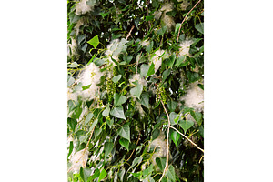 Blossoming of poplar tree, white, a Nature Photo by Nature and travel