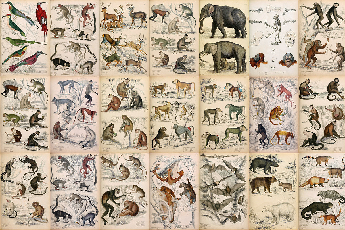 A Journal of Natural History, an Animal Illustration by Dene Studios (Photo 9 of 10)