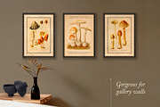 75 Vintage Mushroom Ephemera Artwork, a Decorative Illustration by The Object Atlas (Thumbnail 7 of 7)