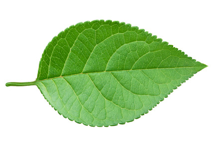 Apple green leaf isolated on white