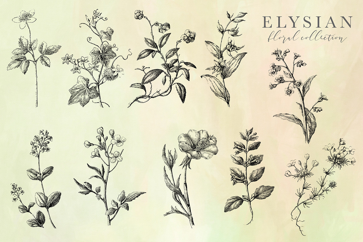 Elysian Floral Collection, an Illustration by Eclectic Anthology (Photo 15 of 15)