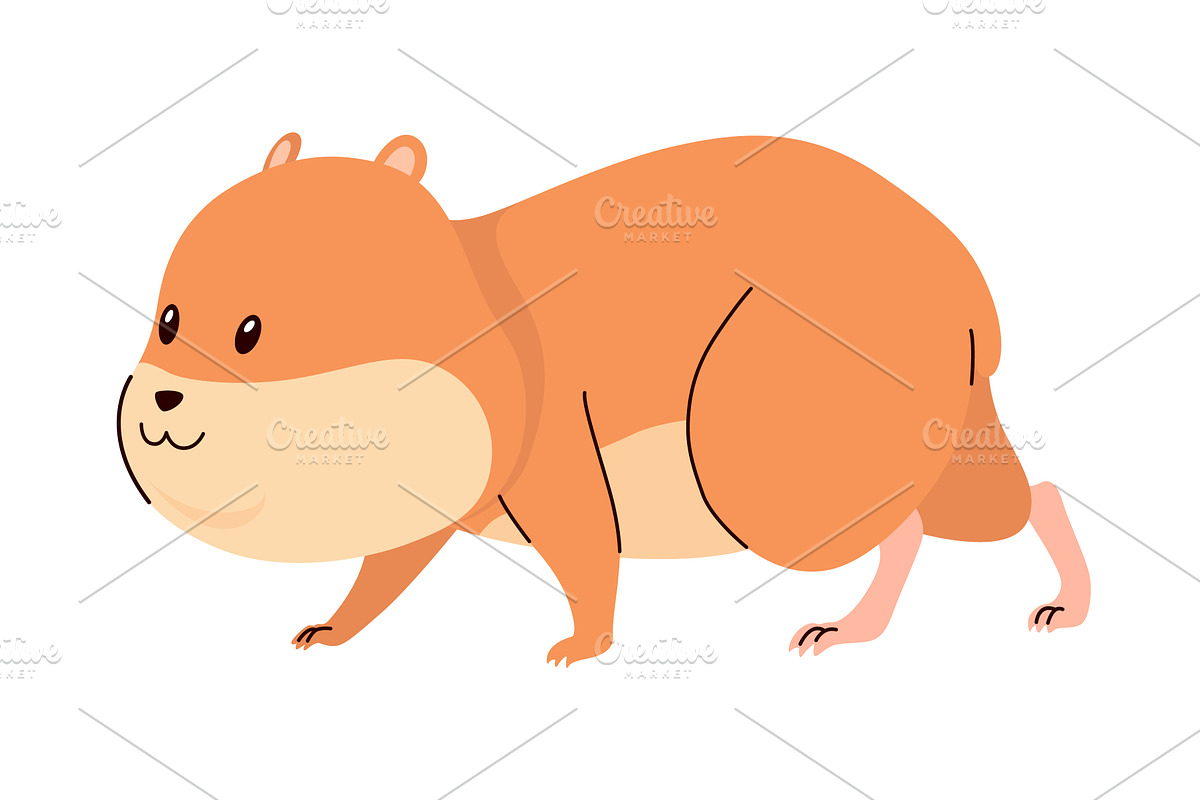 Cartoon hamster. Fluffy domestic pet, an Animal Illustration by the8monkey