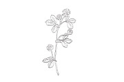 White Clover Edible Plant Drawing, a Healthcare Illustration by patrimonio (Thumbnail 1 of 3)