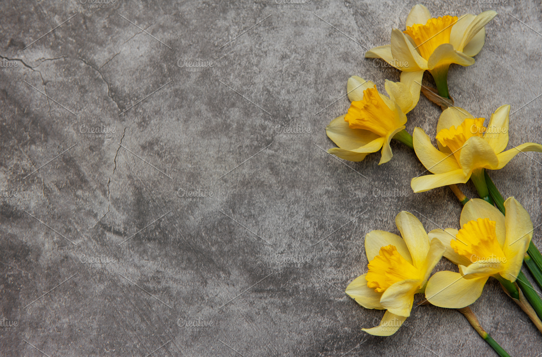 Yellow daffodils lying on gray stone background with copy space, a Nature Photo by Olena Rudo