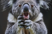 236 surprised animals, an Animal Photo by Handmadefont (Thumbnail 78 of 241)