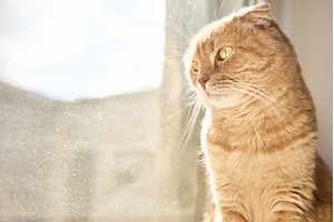 Cat sitting by the window, enjoying, an Animal Photo by IlliaBondarPhotography