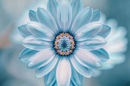 Close-up view of a vibrant blue flow, a Photo by Iftikhar Alam