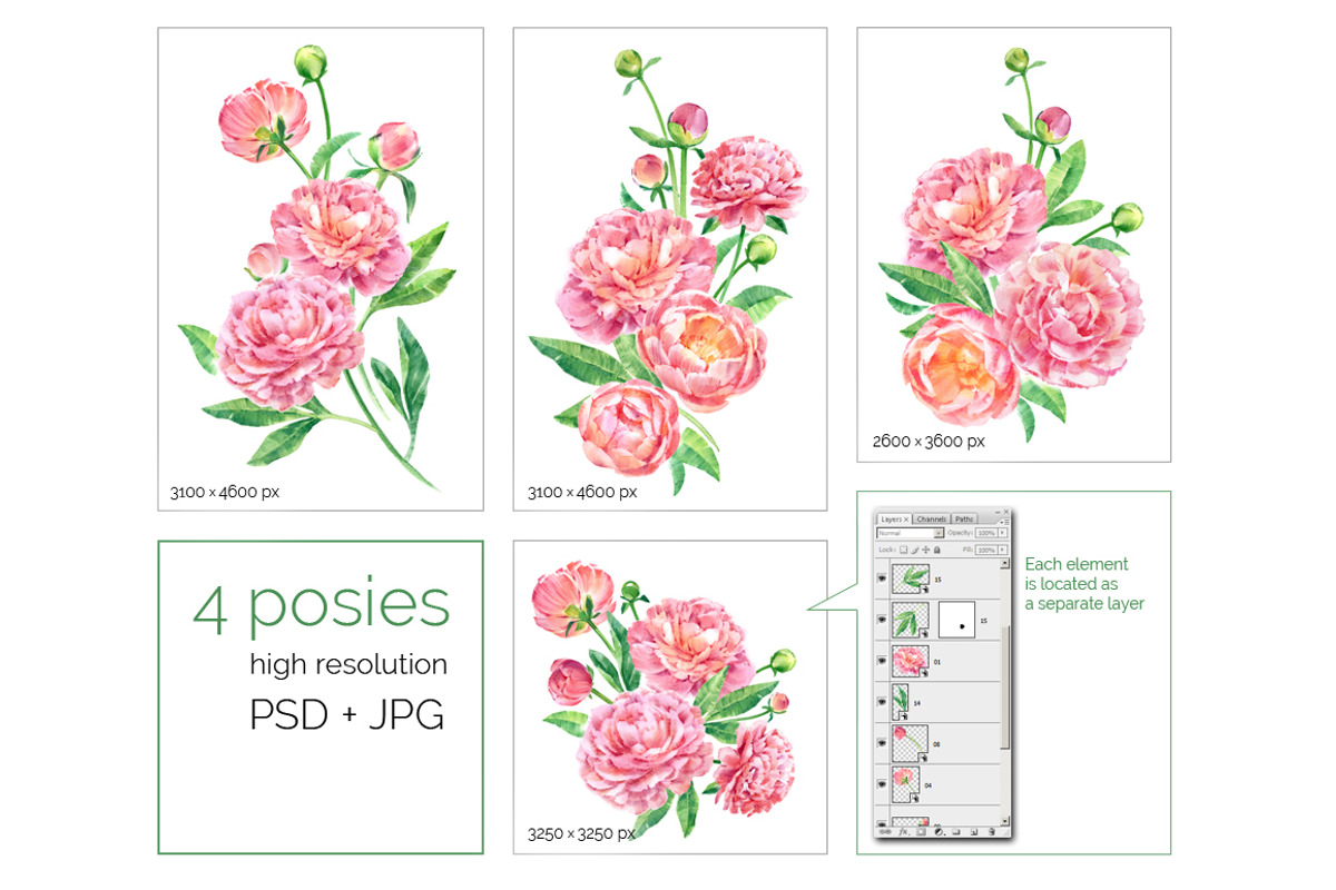 Watercolor peonies, an Illustration by ognivo (Photo 3 of 5)