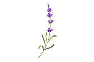 Lavender. Vector illustration of, an Object Illustration by the8monkey