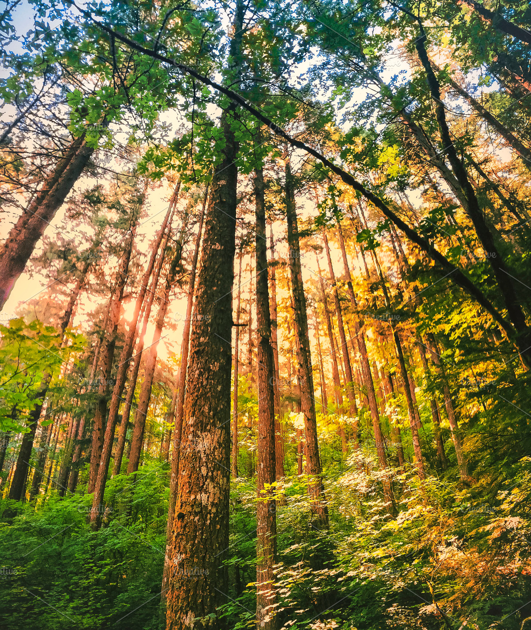 Pine Trees At Willamette Valley