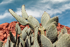Closeup Of Cactus In The Valley 