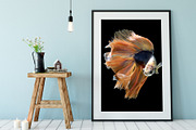 100 Photos of The Siamese Betta fish, an Animal Photo by coffeelover (Thumbnail 10 of 12)