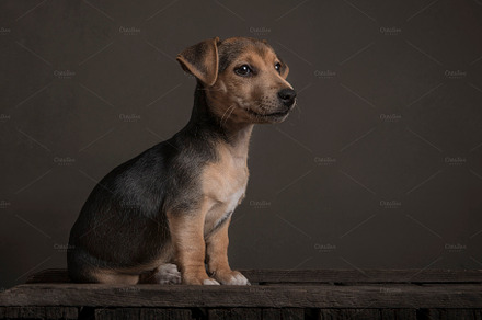 Sitting Jack Russell pup