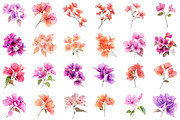 Bougainvillea Flowers Clipart Bundle, an Illustration by designcity5 (Thumbnail 2 of 5)