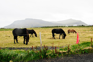 Majestic Icelandic horses grazing in a lush green meadow near mountain ranges, a Nature Photo by AS photostudio