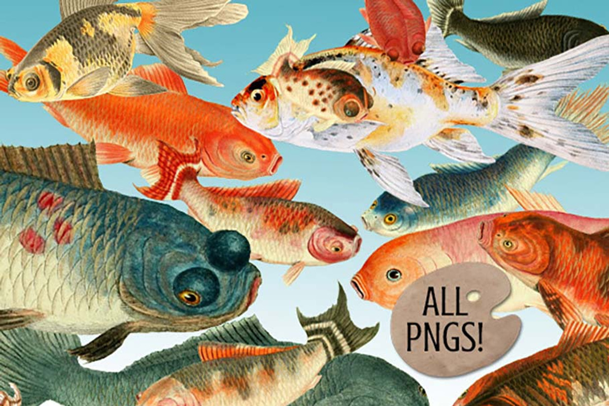 Koi Fish Digital Image Collection
