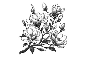 Botanical Magnolia Branch Engraving