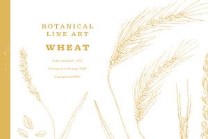 Wheat Botanical Line Art