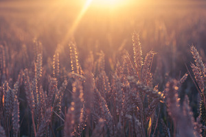 Wheat in golden light