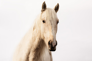 White Horse Portrait with Neutral Ba, an Animal Photo by Perpis