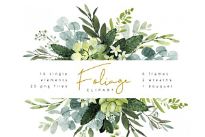 Eucalyptus foliage clipart