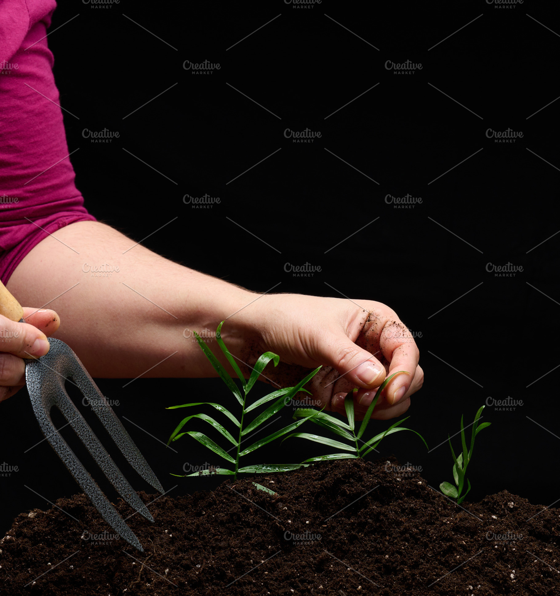 A woman's hand with a garden tool caring for young plant shoots, a Nature Photo by ndanko