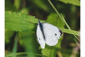 Green-veined white butterfly Pieris