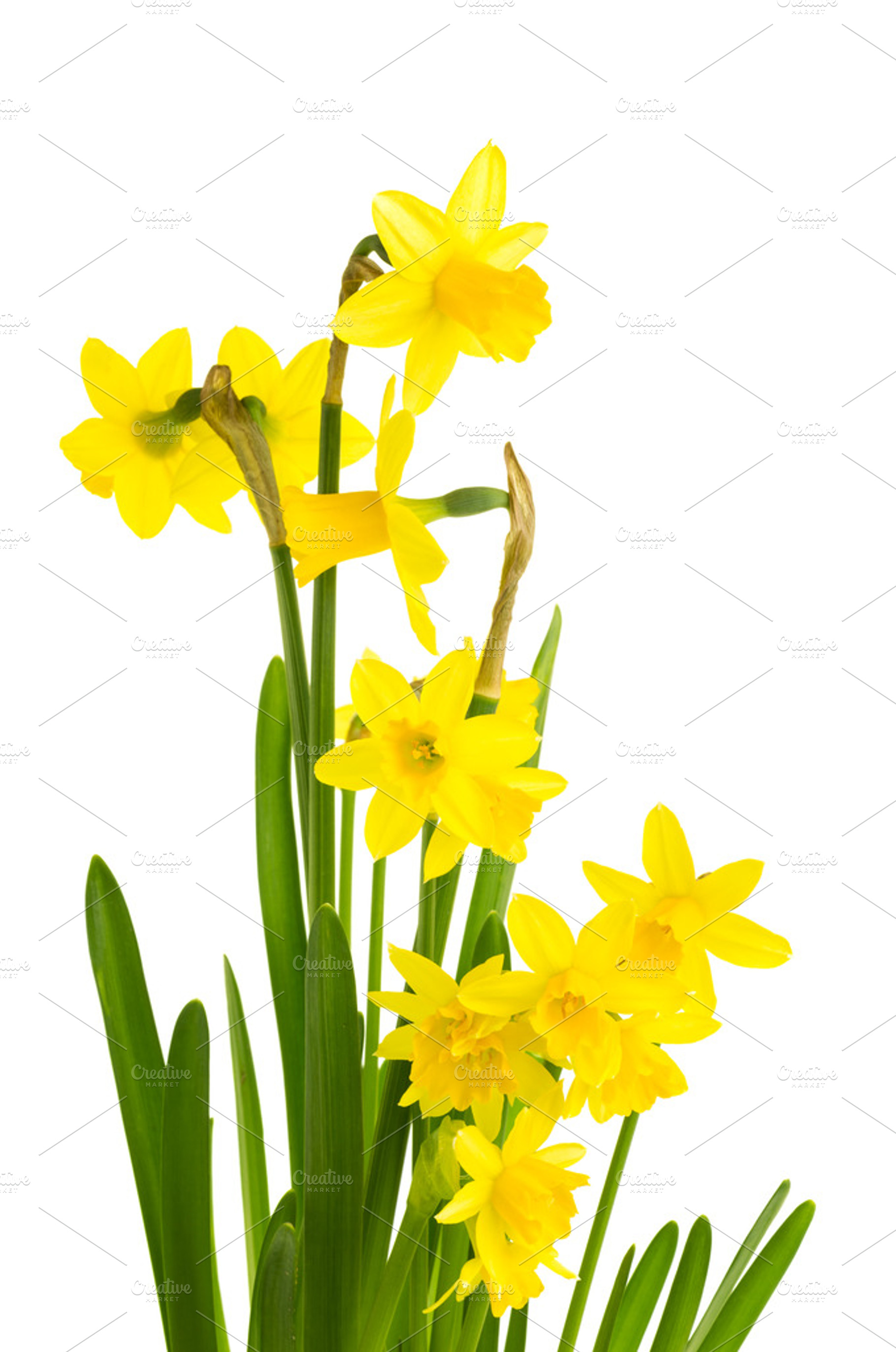 Yellow Daffodil Flowers In Bloom