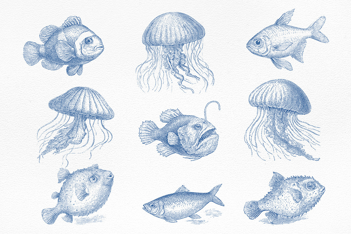 Vintage Marine Life Illustration Set, an Animal Illustration by NatalieArtShop (Photo 2 of 20)