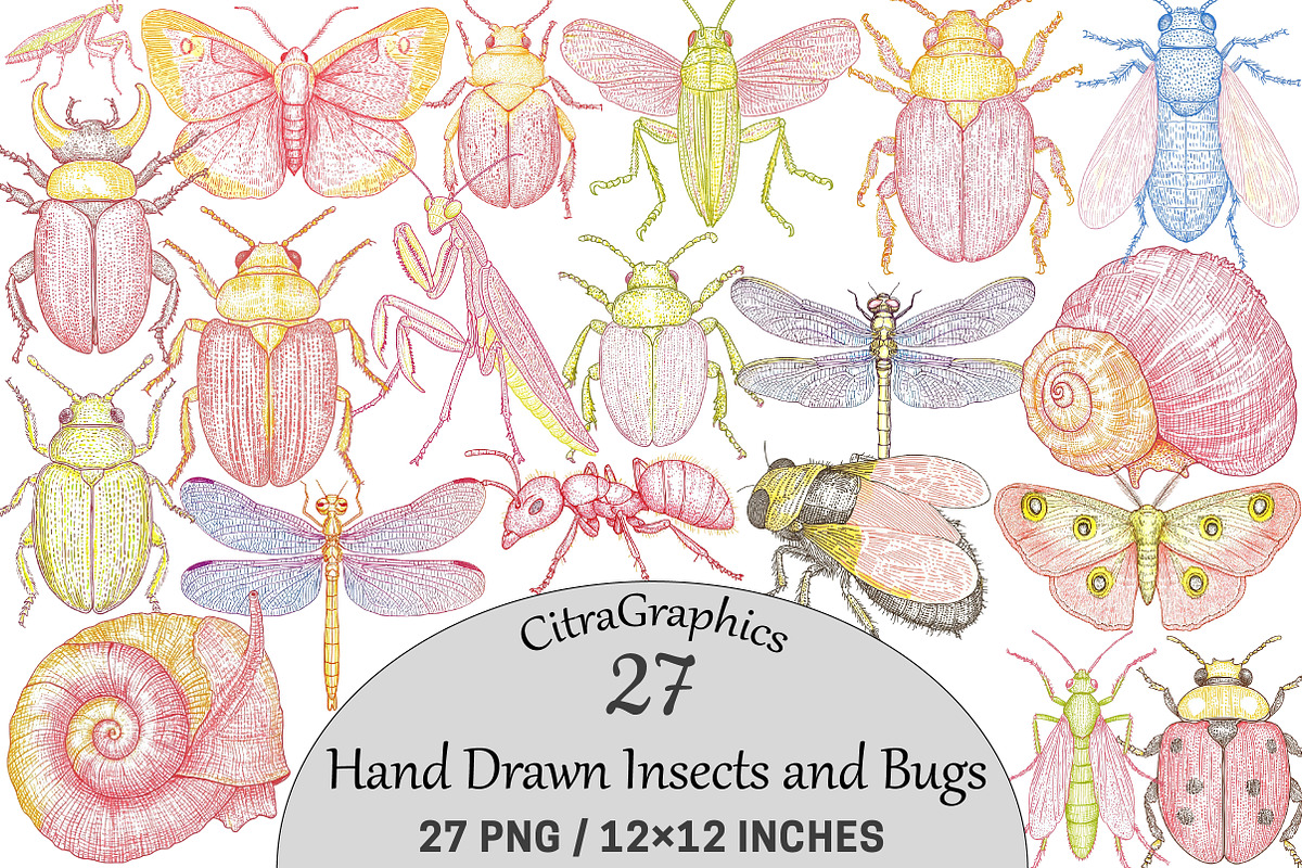 Hand Drawn Insects and Bugs Clipart, a Seasonal Illustration by CitraGraphics (Photo 1 of 6)