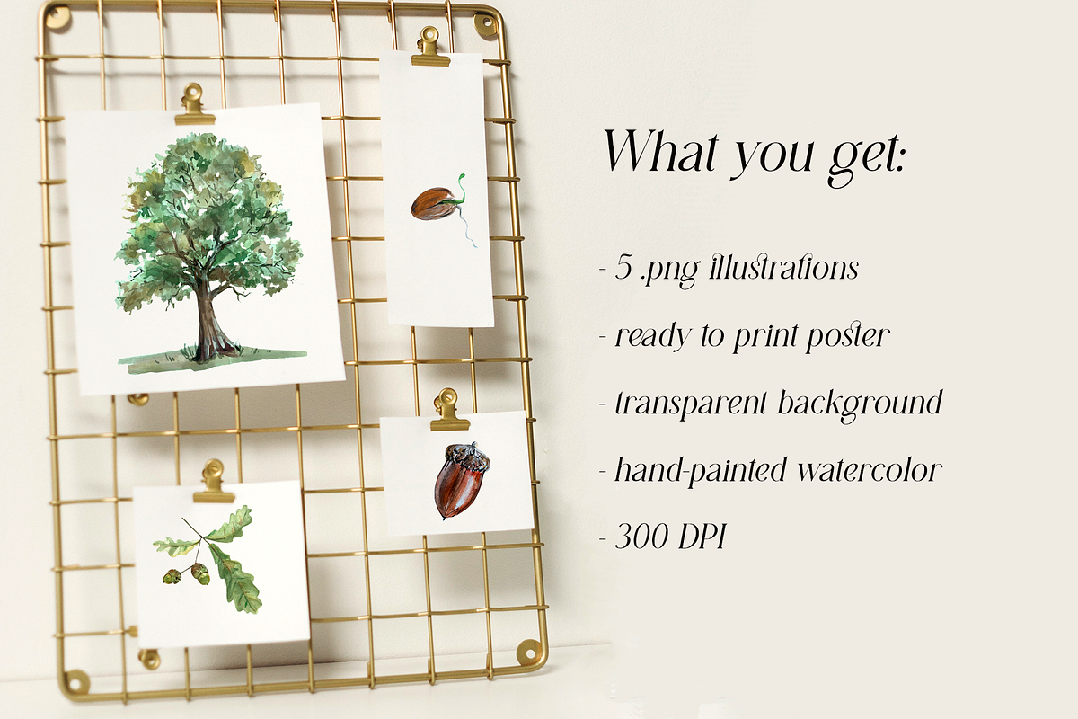 Oak Life Cycle Clip Arts and Print, an Education Illustration by Tati Bordiu (Photo 3 of 4)