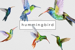 Hummingbird Birds Collection