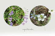 FIELD SYMPHONY- Flowers Collection, a Decorative Illustration by Les Frolova (Thumbnail 4 of 18)