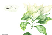 Watercolor white Poinsettia clipart, an Illustration by OlDm_Shop (Thumbnail 4 of 11)
