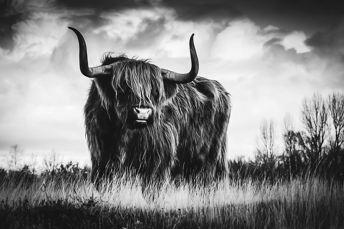 Black and White Lightroom Presets, an Action Add-On by Madison Colt Studios (Photo 4 of 15)