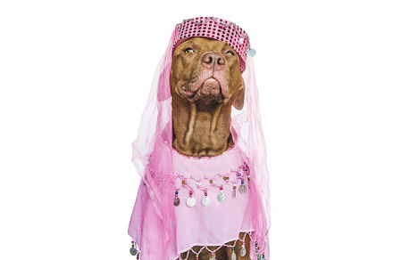 Lovable, pretty brown puppy and party dress, an Animal Photo by Svetlana Barchan
