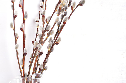 Pussywillow featuring pussy-willow, nature, and spring
