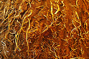 Coconut Texture, a Texture Graphic by MHLY (Thumbnail 1 of 3)