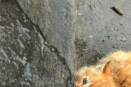 Urban Stray Kitten –Emotional Street