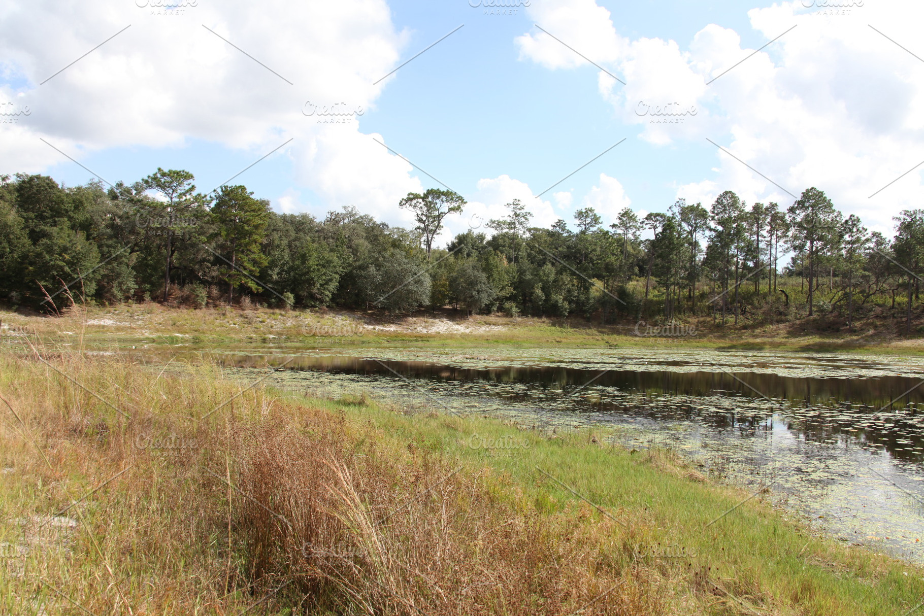 Lake in Gold Head Branch State Park, a Nature Photo by Viktor