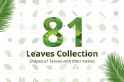 81 Leaves with their names, an Illustration by Nick Novell (Thumbnail 1 of 6)