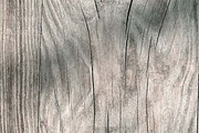 Rose Brushed Pewter & Painted Gold, a Pattern Graphic by Blixa 6 Studios (Thumbnail 6 of 6)