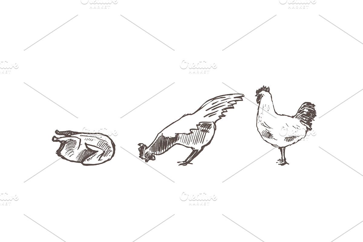 Set of a hand drawn chickens, an Animal Illustration by TheMountBirdStudio (Photo 4 of 5)