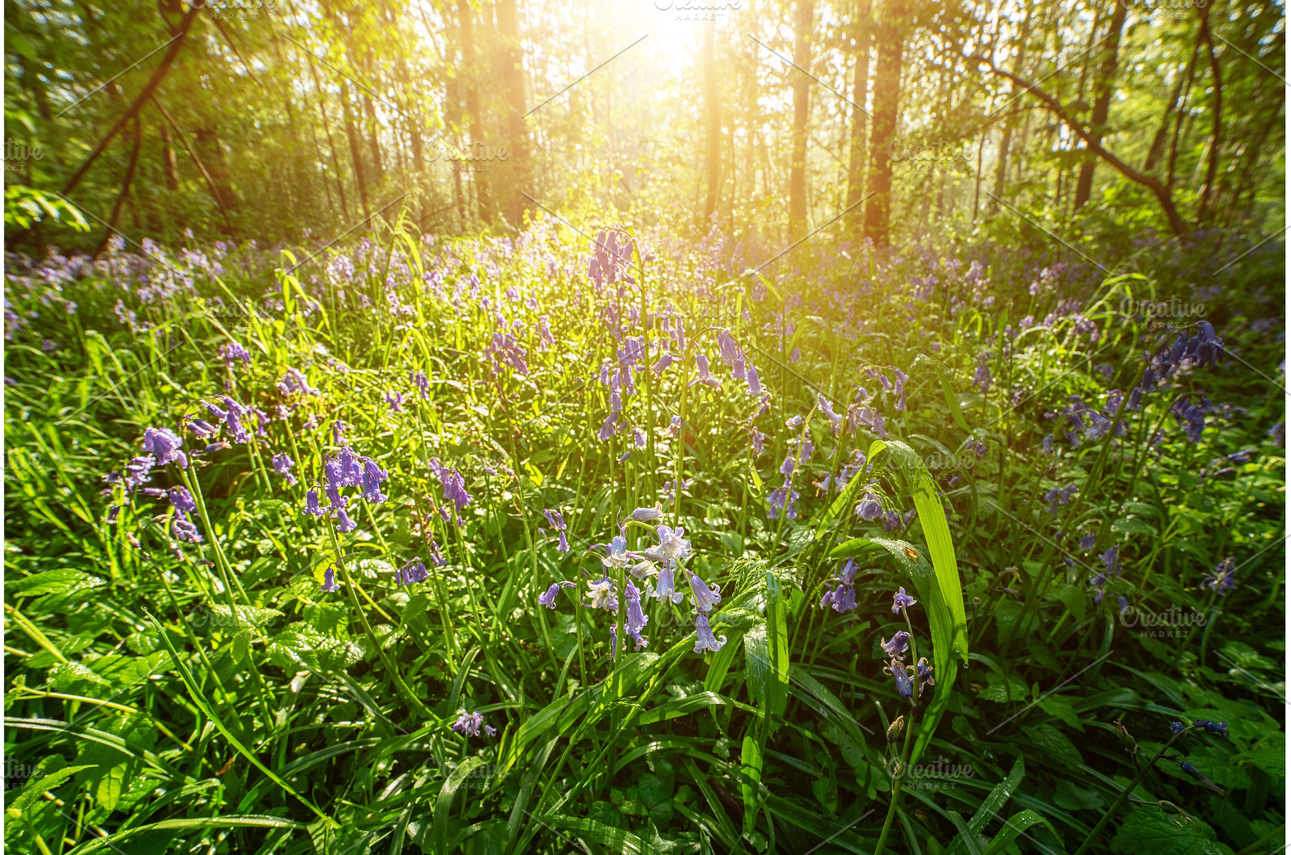 Blossoming lovely spring violet-blue, a Nature Photo by Nature and travel