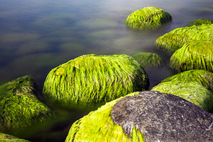 Seaside stones and moss, a Nature Photo by BOOCYS